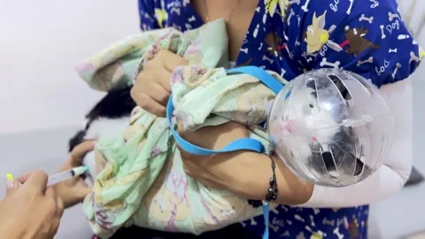 Distressed cat cries while receiving medical injection, audio included Vídeo Stock 331819604