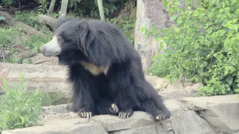 Distressed sloth bear looking back and forth 4k Stockbeeldmateriaal 342846766