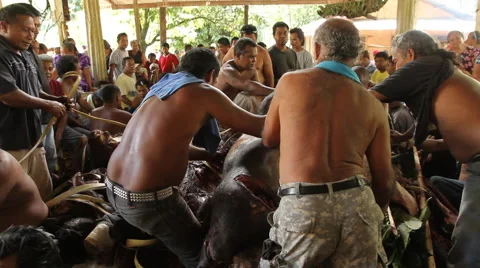 Distributing Dead Pigs on the Micronesian island of Pohnpei Vídeo Stock 46522882
