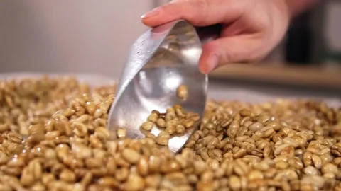 Distributing raw coffee beans for drying close up Stock Footage 203467618