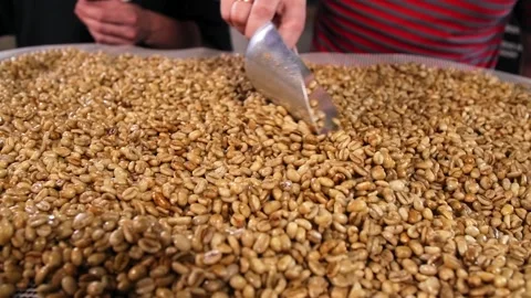 Distributing raw coffee beans for drying Stockbeeldmateriaal 203467722