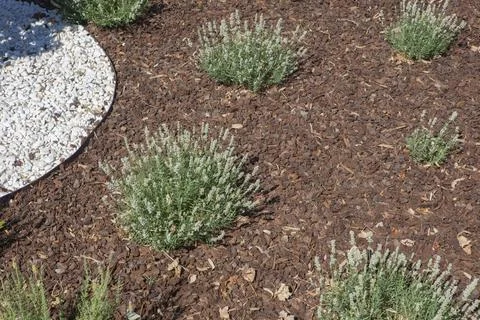 Distribution combining white pebbles and pine and bark mulch Stock Photos