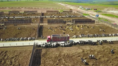 Distribution feed machine in cow farm, aerial shot outside Video stock 138443605