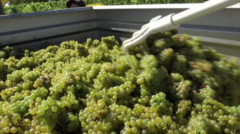 Distribution of white grapes into the trailer Stock-Footage 54263363