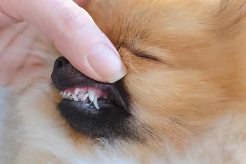 Disturbance of teeth changes in dogs of small breeds, puppy pomeranian spitz Stock Photos