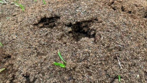 Disturbed ant hill 1 Stock Footage 114825308