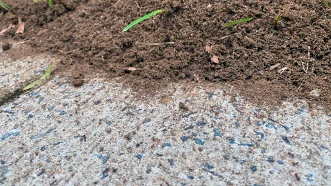 Disturbed ant hill 2 Stock Footage 114825155