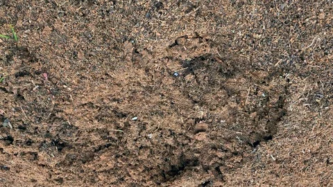 Disturbed ant hill Stock Footage 114980888