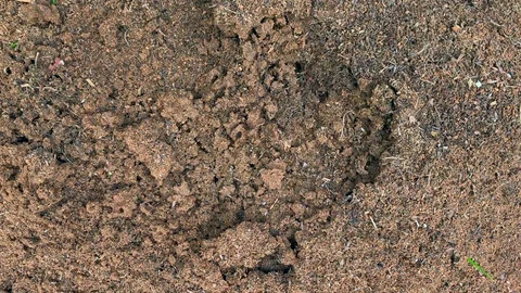 Disturbed ant hill Stock Footage 114981052