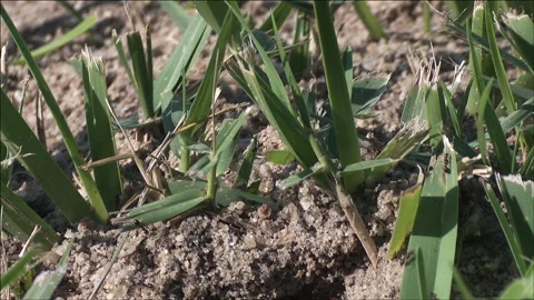Disturbed fire ant mound Stock Footage 133146693
