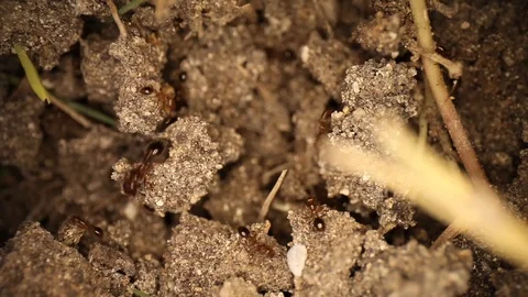 Disturbed fire ant mound - wide panning shot many fire ants running around Vidéo 120087045