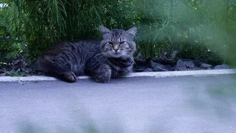 Disturbed sleeping cat Vídeos de archivo 113742652