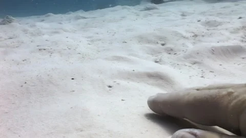 Disturbing the Sand Unearths a Flatfish in the Shallows of the Ocean Stock Footage 321010337