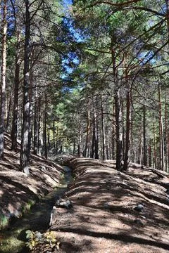 Ditch Almiar surrounded by pine trees near Puente Palo in the Alpujarra in au Foto stock