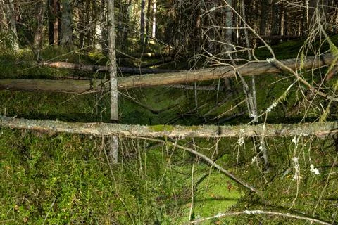 Ditch deep in the forest full of fallen trees Stock Photos