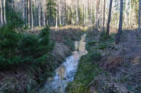 Ditch in a forest Stock Photos