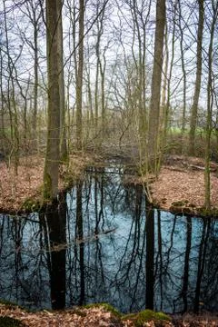 Ditch in the forest Foto stock