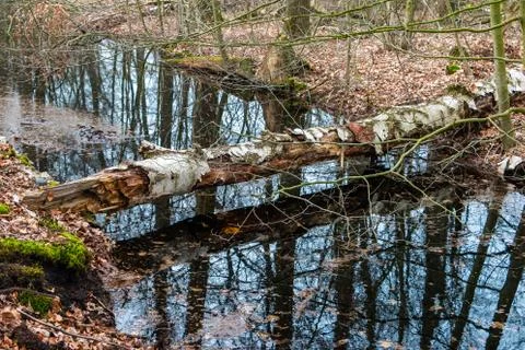 Ditch in the forest Foto stock