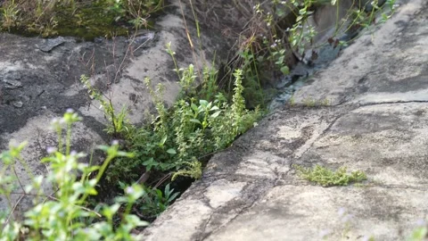 A ditch full of growing green grass around it. 動画素材 241706555