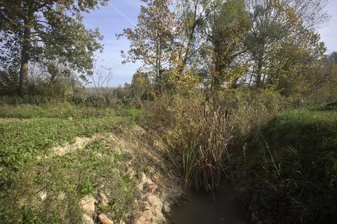Ditch in a grove Stock Photos