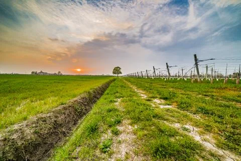 Ditch pointing to a tree on the horizon Stock Photos