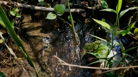 Ditch in the rice field Stock-Footage 215329253