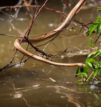 Ditch snake Stock Photos