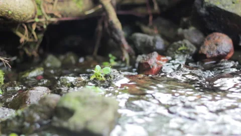 Ditch of watercress microgreens close up with soft focus. Stock Footage 235143911