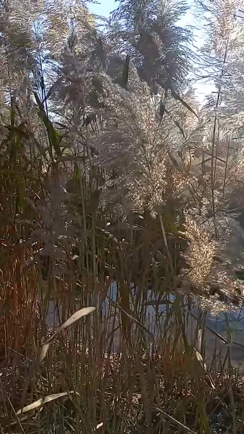 Ditch with wild flora Stock Footage 262772060