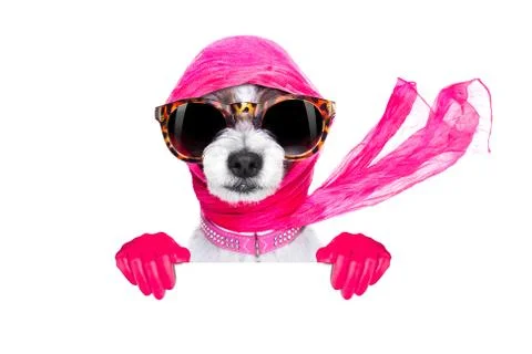 Diva chic dog Stock Photos