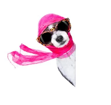 Diva chic dog Stock Photos