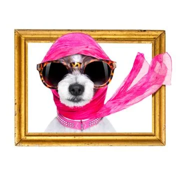 Diva chic dog Stock Photos