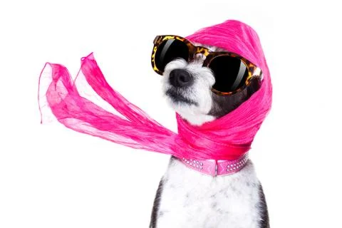 Diva chic dog Stock Photos