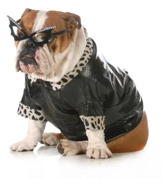 Diva dog Stock Photos