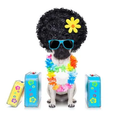 Diva dog vacation Stock-Fotos
