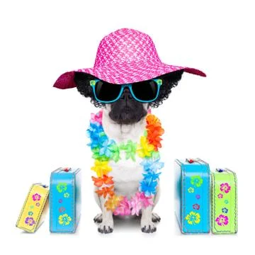 Diva dog vacation Stock Photos
