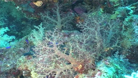 A Dive Back in Time Red Sea Coral Reefs (2000s) Stock Footage 299869955