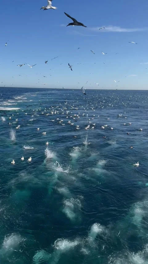 Dive birds Stock Footage 323767378