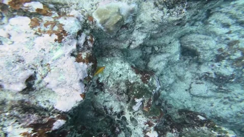 Dive down with Brown and yellow Surgeon fishes swimming around coral reef wall i Stock Footage 250470922