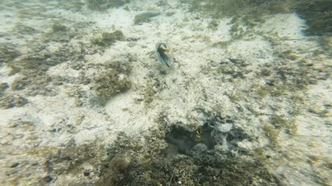 Dive down close to Picasso trigger fish swim away with algae white sand bed bott Stock Footage 252178455