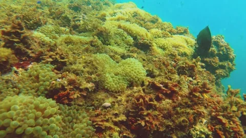 Dive down to coral reef with bunch large size of sea ​​anemone and clown fish sw Stock-Footage 252953133