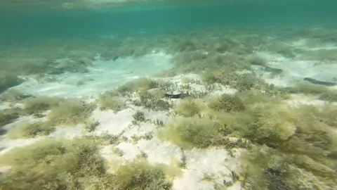 Dive down into lagoon from water surface swim on sandy seabed with sea grass alg Stock Footage 250400979