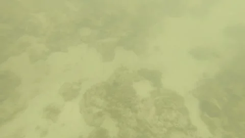 Dive down to muddy sandy low visibility sea ocean salt water in a lagoon during  Stock Footage 245442758