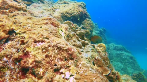 Dive down to the ocean look at  dascyllus swim around under shallow water in blu Stock Footage 279143032