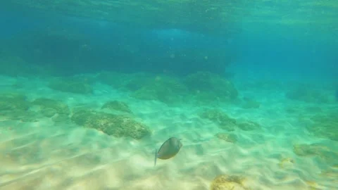 Dive down to the ocean look at unicornfish curious swim around under shallow wat Stock-Footage 279144010