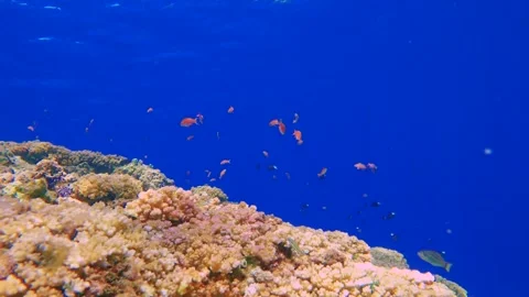 Dive down to the reef of the ocean with various corals and blue orange purple da Stock Footage 279144212