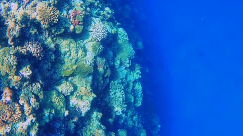 Dive down to the reef of the ocean with various corals and blue orange purple da Stock-Footage 279144291