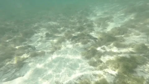 Dive down to sandy sea ocean salt water in a lagoon during good weather clam pea Stock Footage 245446842