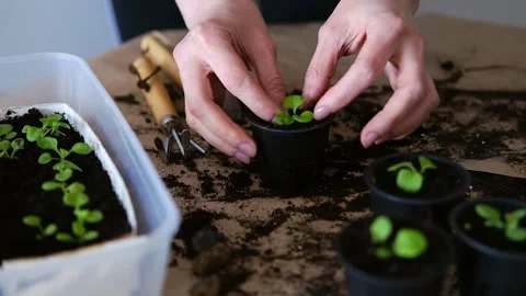 Dive flower sprouts into individual pots. Stock Footage 233505819