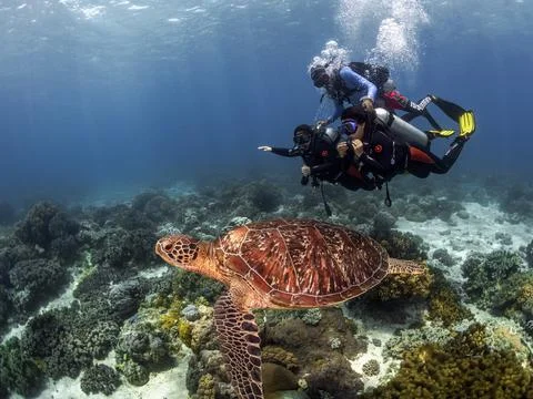 A dive instructor teaches two students to dive showing a sea turtle over a coral Stock Photos